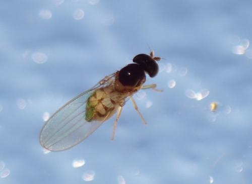 Réf. 350 869 : Asteia sp.